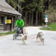 Pipemillers Husky Touren Dogscooter Touren - Österreich Salzburg Abtenau Tennengau - Husky Wanderungen