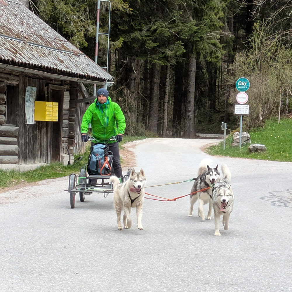 Pipemillers Husky Touren Dogscooter Touren - Österreich Salzburg Abtenau Tennengau - Husky Wanderungen