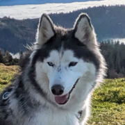 Husky Touren Pipemiller Abtenau Tennengau - FEVI - die "Chefin"