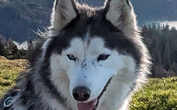 Husky Touren Pipemiller Abtenau Tennengau - FEVI - die "Chefin"