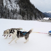 Husky Touren Pipemiller Österreich Salzburg Abtenau Tennengau Husky Schlittenfahrten