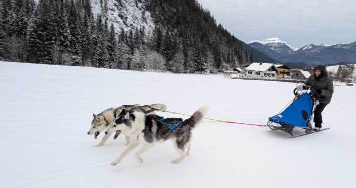 Husky Touren Pipemiller Österreich Salzburg Abtenau Tennengau Husky Schlittenfahrten