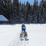 Husky Touren Abtenau Tennengau Husky Schlittenfahrten Postalm Schneeschuhwanderungen Husky Schlittenrennen