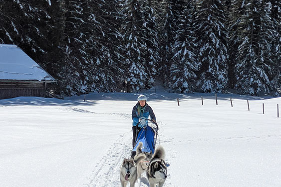 Husky Touren Abtenau Tennengau Husky Schlittenfahrten Postalm Schneeschuhwanderungen Husky Schlittenrennen