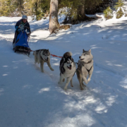 Husky Touren Abtenau Tennengau Husky Schlittenfahrten Postalm Schneeschuhwanderungen Husky Schlittenrennen