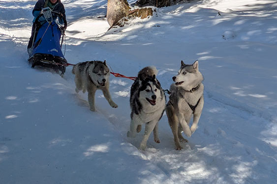 Husky Touren Abtenau Tennengau Husky Schlittenfahrten Postalm Schneeschuhwanderungen Husky Schlittenrennen