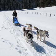 Husky Touren Abtenau Tennengau Husky Schlittenfahrten Postalm Schneeschuhwanderungen Husky Schlittenrennen