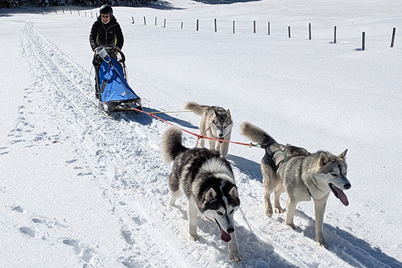 Husky Touren Abtenau Tennengau Husky Schlittenfahrten Postalm Schneeschuhwanderungen Husky Schlittenrennen