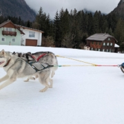 Pipemiller Husky Touren Salzburg Abtenau Tennengau Husky Schlittenfahrten
