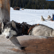 Husky Touren Abtenau Tennengau Husky Schlittenfahrten Postalm Schneeschuhwanderungen Husky Schlittenrennen