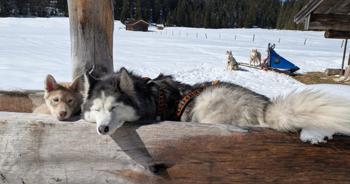 Husky Touren Abtenau Tennengau Husky Schlittenfahrten Postalm Schneeschuhwanderungen Husky Schlittenrennen