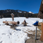 Husky Touren Abtenau Tennengau Husky Schlittenfahrten Postalm Schneeschuhwanderungen Husky Schlittenrennen