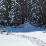 Husky Touren Abtenau Tennengau Husky Schlittenfahrten Postalm Schneeschuhwanderungen Husky Schlittenrennen