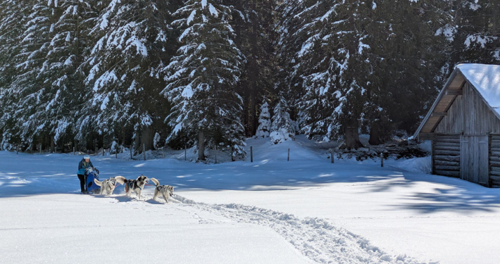 Husky Touren Abtenau Tennengau Husky Schlittenfahrten Postalm Schneeschuhwanderungen Husky Schlittenrennen