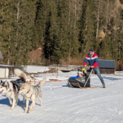 Husky Touren Abtenau Tennengau Husky Schlittenfahrten Postalm Schneeschuhwanderungen Husky Schlittenrennen