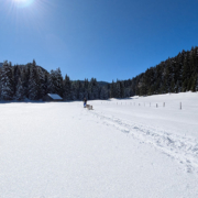 Husky Touren Abtenau Tennengau Husky Schlittenfahrten Postalm Schneeschuhwanderungen Husky Schlittenrennen