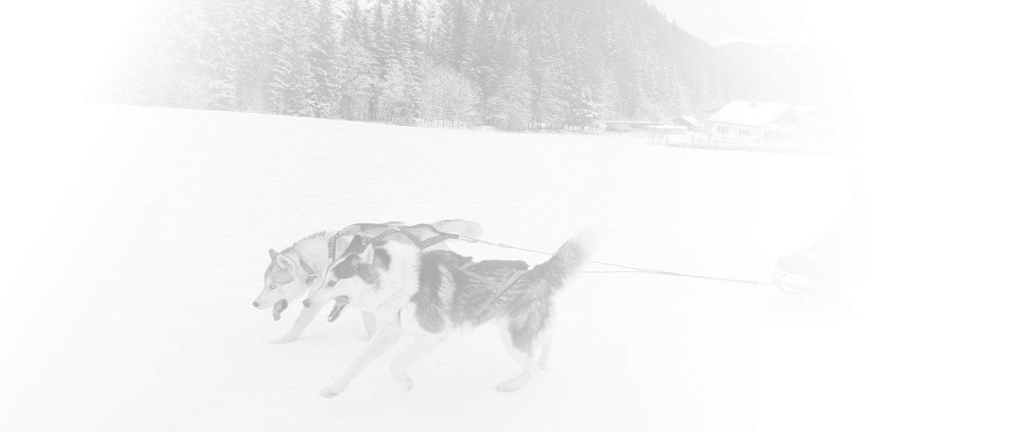 Schlittenfahrten mit Huskys Pipemiller Husky Tours Abtenau Tennengau