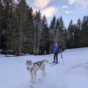 Pipemiller Husky Touren Salzburg Abtenau Tennengau Husky Skijöring Schlittenfahrten