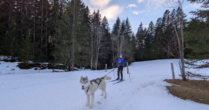 Pipemiller Husky Touren Salzburg Abtenau Tennengau Husky Skijöring Schlittenfahrten
