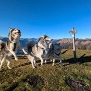 Bergtouren mit Pipemiller Husky Touren Abtenau Tennengau Husky Wanderungen Dogscooter Touren
