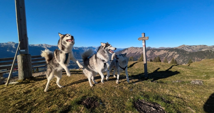 Bergtouren mit Pipemiller Husky Touren Abtenau Tennengau Husky Wanderungen Dogscooter Touren