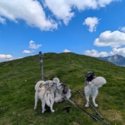 Wandern mit Huskys Pipemiller Husky Tours Abtenau Tennengau Husky Wanderungen