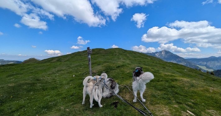 Wandern mit Huskys Pipemiller Husky Tours Abtenau Tennengau Husky Wanderungen
