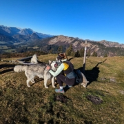 Husky Wanderungen Bergtouren mit Pipemiller Husky Touren Abtenau Tennengau Dogscooter Touren