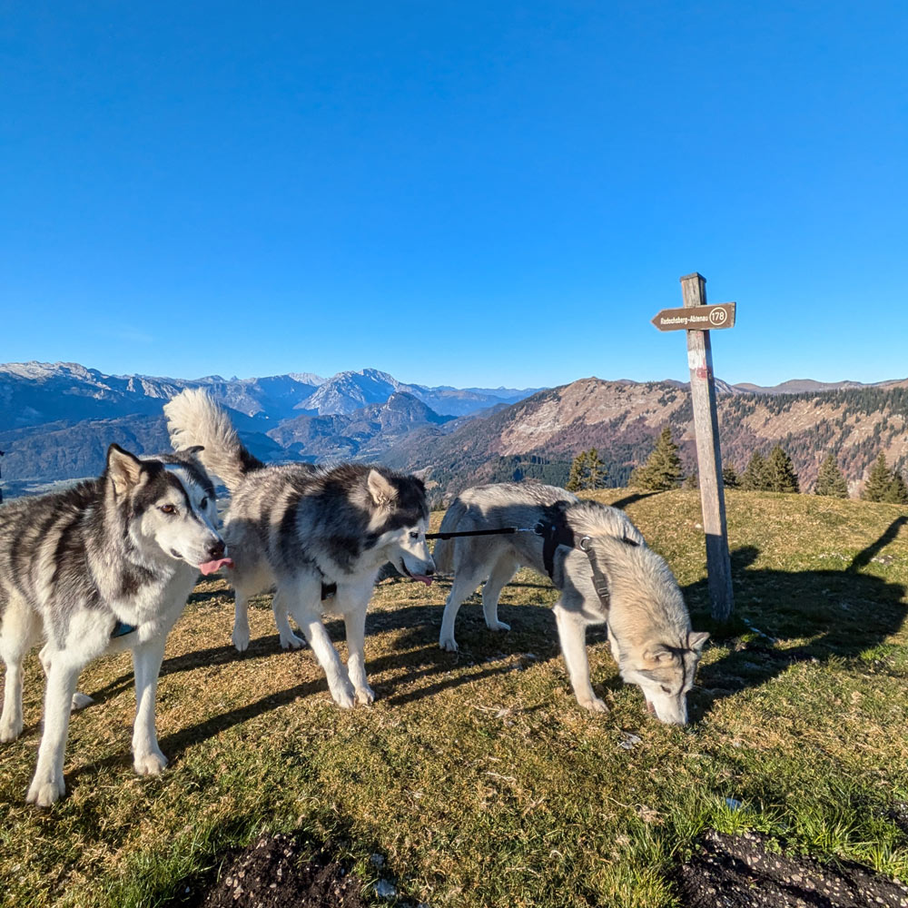 Husky Touren Pipemiller Österreich Salzburg Abtenau Tennengau - Dogscooter Touren - Husky Wanderungen