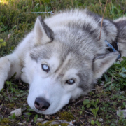 Husky Touren Pipemiller Abtenau Tennengau - JUCKY unser Kraftjuckl