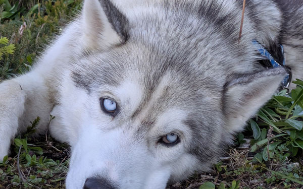 Husky Touren Pipemiller Abtenau Tennengau - JUCKY unser Kraftjuckl