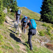 Husky Touren Pipemiller Salzburg Abtenau Tennengau - Dogscooter Touren - Husky Wanderungen