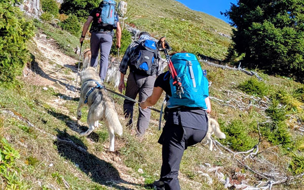 Husky Touren Pipemiller Salzburg Abtenau Tennengau - Dogscooter Touren - Husky Wanderungen