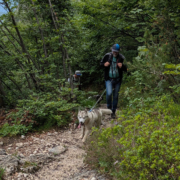 Husky Touren Pipemiller Österreich Salzburg Abtenau Tennengau - Dogscooter Touren - Husky Wanderungen