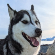 Husky Touren Pipemiller Abtenau Tennengau - NANOOK - Fevis Welpe