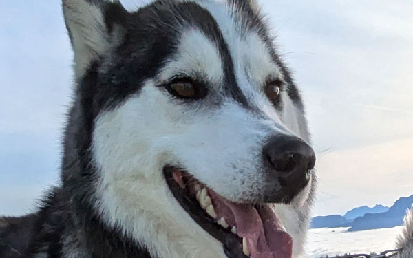 Husky Touren Pipemiller Abtenau Tennengau - NANOOK - Fevis Welpe