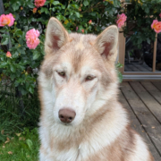 Husky Touren Pipemiller Abtenau Tennengau - COOPER - unser Jüngling