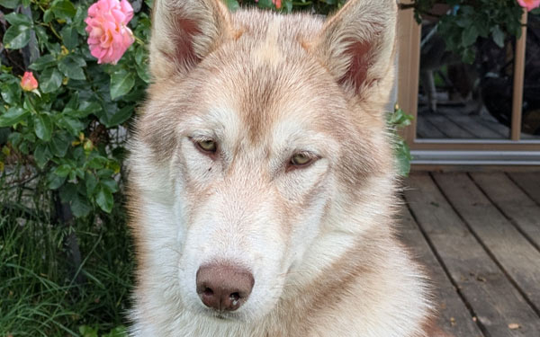 Husky Touren Pipemiller Abtenau Tennengau - COOPER - unser Jüngling