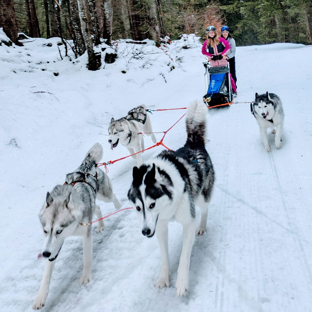 Husky Touren Abtenau Tennengau Husky Schlittenfahrten Postalm Schneeschuhwanderungen Husky Schlittenrennen