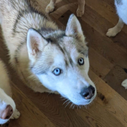 Husky Touren Pipemiller Abtenau Tennengau - SUUNTO - unsere Sportuhr