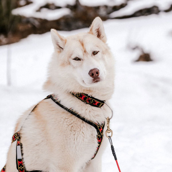 COOPER – unser Jüngling Husky Touren Pipemiller Abtenau Tennengau - COOPER - unser Jüngling
