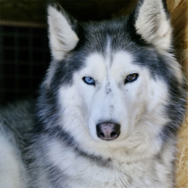 FEVI – die „Chefin“ Husky Touren Pipemiller Abtenau Tennengau - FEVI - die "Chefin"