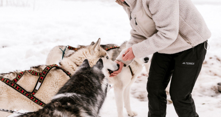 Vicky und ihre Huskys Husky Touren Abtenau Tennengau Husky Schlittenfahrten Postalm Schneeschuhwanderungen Husky Schlittenrennen