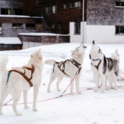 unser Husky Rudel Husky Touren Abtenau Tennengau Husky Schlittenfahrten Postalm Schneeschuhwanderungen Husky Schlittenrennen
