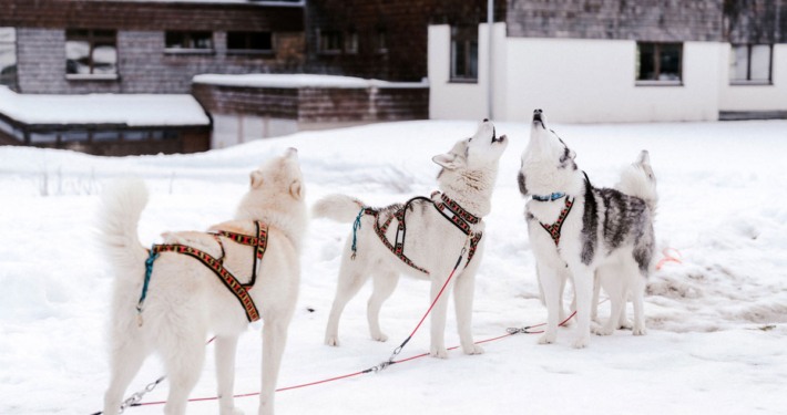 unser Husky Rudel Husky Touren Abtenau Tennengau Husky Schlittenfahrten Postalm Schneeschuhwanderungen Husky Schlittenrennen