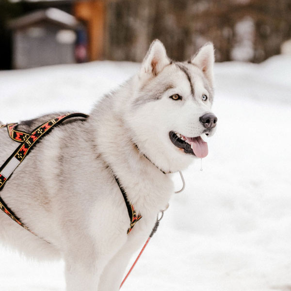 JUCKY unser Kraftjuckl Husky Touren Pipemiller Abtenau Tennengau - JUCKY unser Kraftjuckl