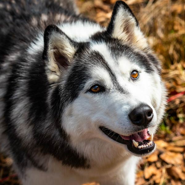 NANOOK 2022 der Sohn von Fevi, ein starker Bursche